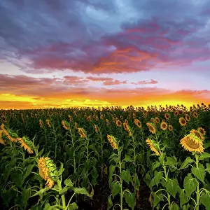 Prints of Sunflower sunset field Mitchell Pettigrew Photography Prints: Sunflowers