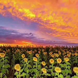Prints of Sunset in the field Mitchell Pettigrew Photography Prints: Sunflowers