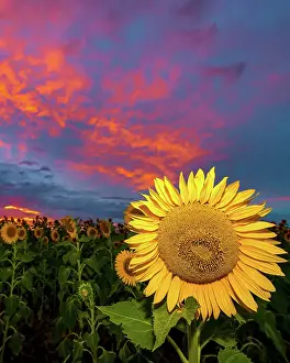 Prints of Flowers in a field Mitchell Pettigrew Photography Prints: Sunflowers