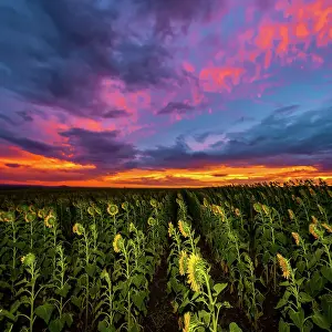 Prints of Sunflower field Mitchell Pettigrew Photography Prints: Sunflowers