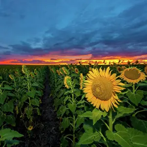 Prints of Sunflower field Mitchell Pettigrew Photography Prints: Sunflowers