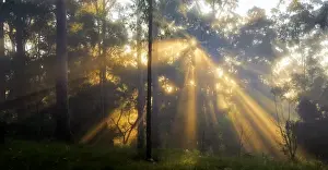 Images Dated 10th March 2016: Sunrays in the mist