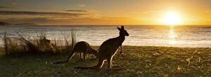 Images Dated 19th April 2014: sunrise kangaroo at beach