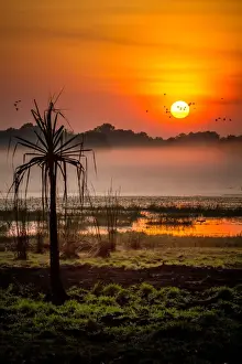 Large Group Of Animals Prints: Sunrise on Snipe
