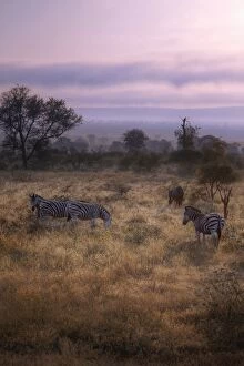 Images Dated 8th May 2014: Sunrise With the Zebras & Wildebeest, Kruger National Park, South Africa