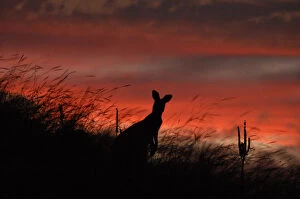 Images Dated 29th November 2014: Sunset Kangaroo