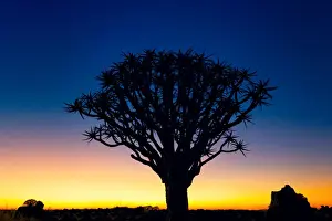 Sunset Silhouette of a Quiver Tree at Giants Playground in Keetsmanshoop, Namibia, Afrika