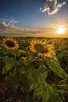 Images Dated 8th March 2015: Sunset at sunflower field