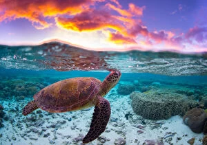 Images Dated 23rd March 2016: Sunset Turtle