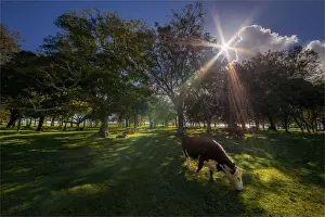 Domestic Cattle Prints: A sunstar appears through the rich pastures of Simons water on the coastline of Norfolk Island