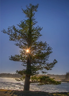 A sunstar behind the lone pine at Hunter Point, Norfolk Island A sunstar behind the lone pine at Hunter Point, Norfolk Island