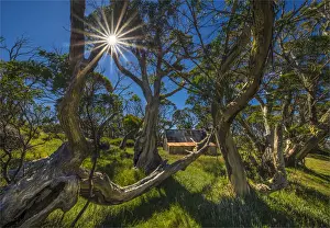 Images Dated 21st January 2017: Sunstar at Wallaces hut, in the Alpine mountainous region of north east Victoria