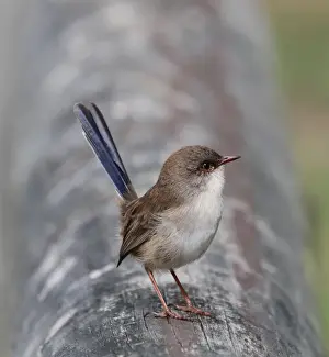 Superb Fairy-wren