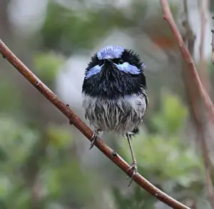 Superb Fairy-wren