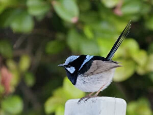 Superb Fairy-wren (Malurus cyaneus) Collection: A Superb Fairy Wren resting on a post in Roma, South West Queensland, Australia