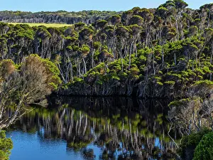 Images Dated 2023 January: Surprise bay Melaleuca reflections, King Island, Bass Strait, Tasmania, Australia