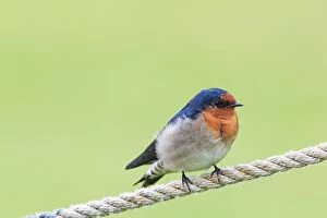 Images Dated 1st June 2014: Swallow on a rope