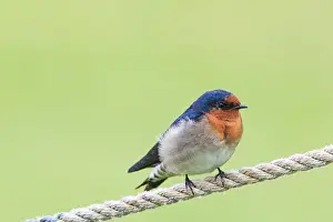 Profile Prints: Swallow on a rope