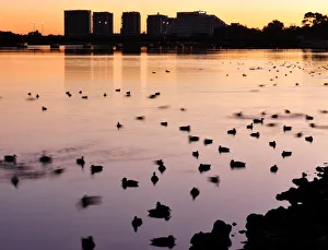 <b class=qtipBold><figcaption>Swan River At Dawn</figcaption></b><br>Taken on the Swan River in Perth. It shows ducks milling about in the foreground and the Burswood Casino in the background<br><em>© Copyright 2014. Andrew Rutherford</em> Swan River At Dawn