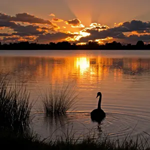 Gold Color Prints: Swan at sunset