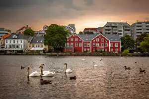 Human Settlement Prints: Swans, Ducks and Seagulls in the Breiavatnet Lake with Stavanger City Skyline in the Background