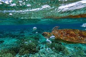 Turtles Collection: Swimming with green sea turtle