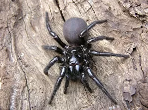 Insects Collection: The Sydney Funnel Web Spider
