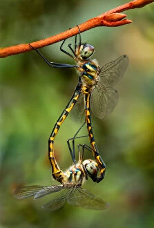 Images Dated 29th March 2015: Sydney Hawk Dragonflies mating