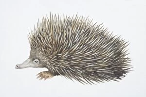 Images Dated 28th April 2015: Tachyglossus aculeautus, Short-nosed Echidna, side view