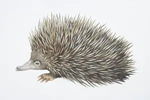 Profile View Prints: Tachyglossus aculeautus, Short-nosed Echidna, side view