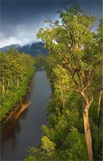 Images Dated 30th March 2011: Tahune rainforest, southern Tasmania, Australia