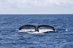 Whales Collection: Tail of Humpback whale sticking out from sea