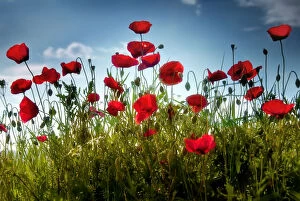 Images Dated 1st May 2012: Tall poppies