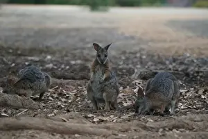 Three Animals Prints: Tammar Wallaby