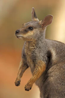 Images Dated 17th April 2008: Tammar Wallaby (Macropus eugenii), Australia