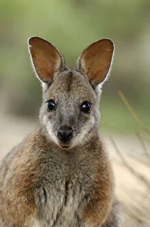 Images Dated 17th April 2008: Tammar Wallaby (Macropus eugenii), Australia