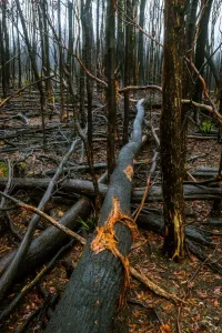 Accidents And Disasters Prints: Tarkine rainforest in Tasmanias north-west after 2016 fiers