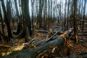 Accidents And Disasters Prints: Tarkine rainforest in Tasmanias north-west after 2016 fiers