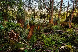 Tasmanian alpine moorland rainforest by Lake Dobson in Pandani Grow in Mt Field National Park, Tasmania