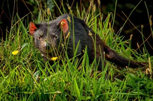 Images Dated 27th March 2016: Tasmanian Devil