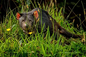 Tasmanian Devil