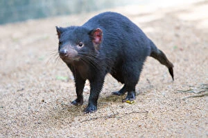 Images Dated 11th April 2013: Tasmanian Devil