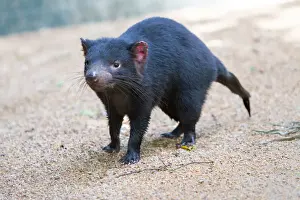 Animal Body Part Prints: Tasmanian Devil