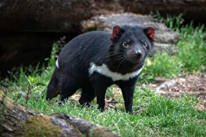 James Stone Nature Photography Collection: Tasmanian Devil in woodland