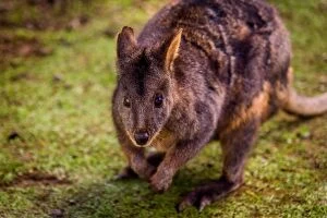 Images Dated 28th March 2016: Tasmanian Pademelon
