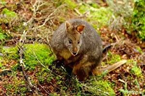 Cradle Mountain Prints: Tasmanian Pademelon, Thylogale billardierii