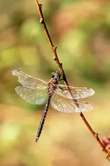 Prints of Close -up of aTau Emerald Dragonfly-Hemicordulia tau perching on a stick Louise Docker Photography Prints: Tau Emerald Dragonfly perching on a stick