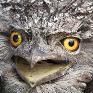 Images Dated 24th August 2015: Tawny Frogmouth