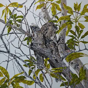 Tawny Frogmouth Family in an Avocado Tree Original Art