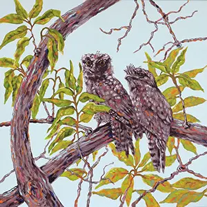 Judi Parkinson Prints: Tawny Frogmouth Podargus strigoides Birds Perched on a Branch Acrylic Painting